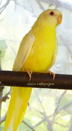 sl 007a copie.jpg